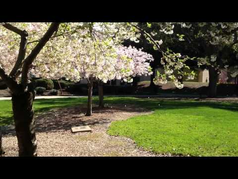 Spring Blossoms
