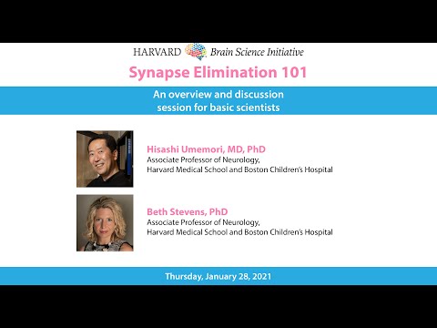 Synapse Elimination 101