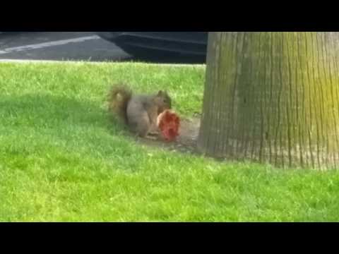 Squirrel Eating Pizza