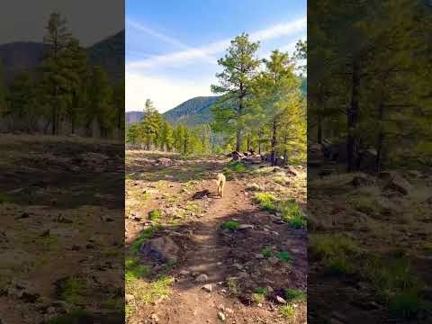 Best Dog Hiking Companion-Goldendoodle #explore #arizona #views #dog #shorts