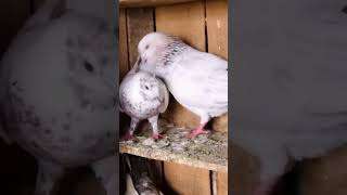 #pigeon#love STAUST #kabutar ##shorts #lovestatus #shortsfeedkabutran Karnvideo status#frakile#