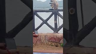 Chali tu kithe chaliye Teri meri gal#vlog #shorts #funny #homevlog