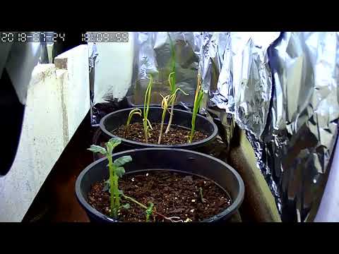 Timelapse batata e alho