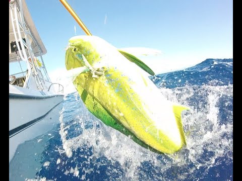 What fishing for MAHI MAHI is actually like #shorts