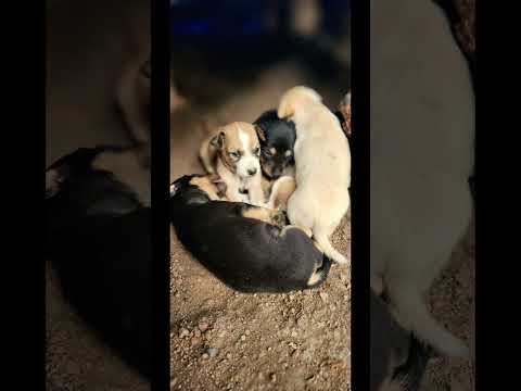 ഡോഗ് #entertainment #trending #happy #pets
