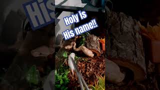 #ballpython #feedingsnakes #royalpython #snakefeeding