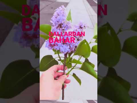 Ezginin Günlüğü Hışt #ezginingünlüğü #hışt #edit #shorts #short #werhat #diyarbakır #usa #turkey