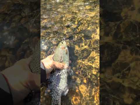 The Little Red River! #flyfishing