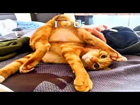 funniest cats on the internet