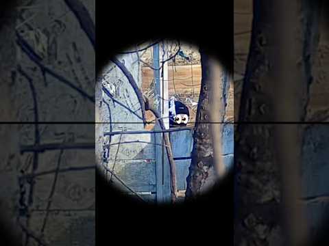 ClipCam Compilation Part 12 #airsoft #airsoftuk #airsoftgame #airsoftclips #airsoftsniper