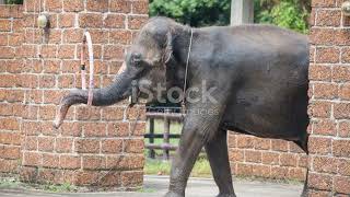 Behind the Scenes: Curating NYC's 'Secret World of Elephants' #animal2024 #wildlife