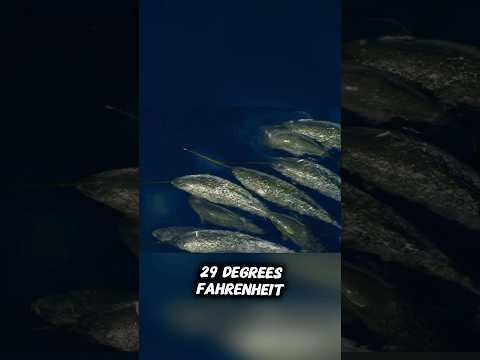 Vanishing Octopus: The Transparent Monster Scientists Barely See #wildanimalfacts #shorts