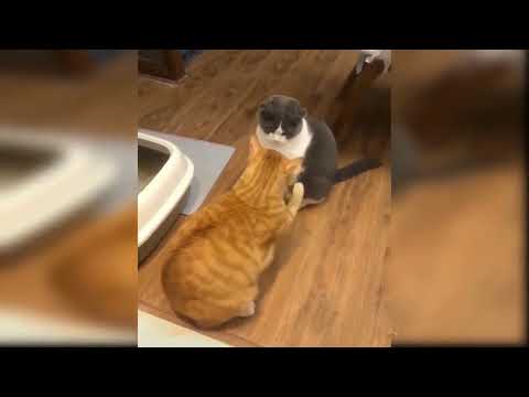 comedy videos #cats #funnycats #bacho