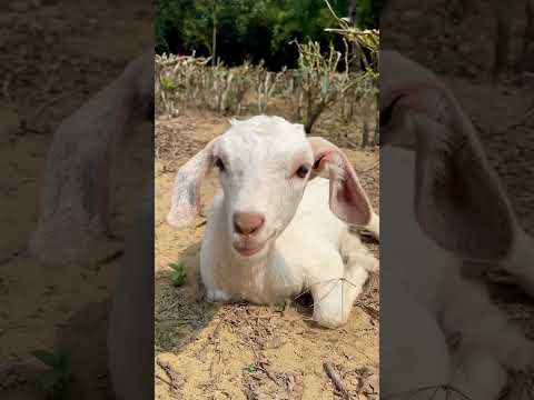 White goat