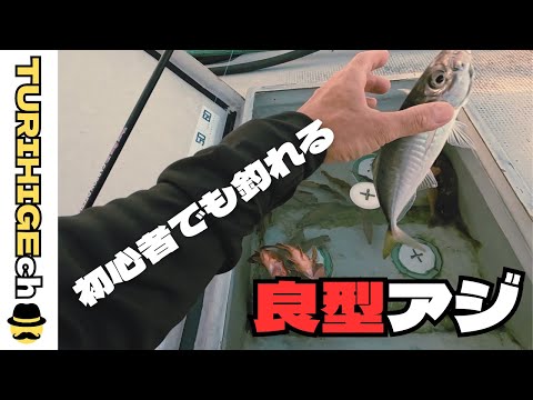 良型アジ　これを足すだけでアジ連発　ボウズ逃れの必要アイテム　#イサキジギング　#オモック #初心者　#サビキ仕掛け
