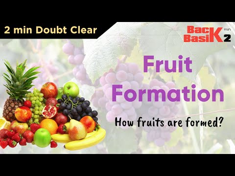 How fruit is formed in flowering plant | quick 2 min concept | Hindi | tsplearning