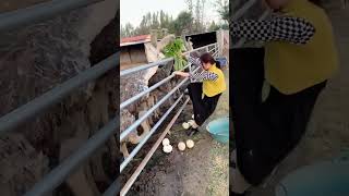 like me #youtubeshorts #viral #youtube #animal #animals #funny #shortvideo #knowledgewords