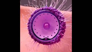 Embryo Development _Become a baby 🍼