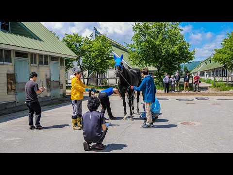 Unbelievable Superb Skills‼︎ Horse Shoeing Championship Up Close!