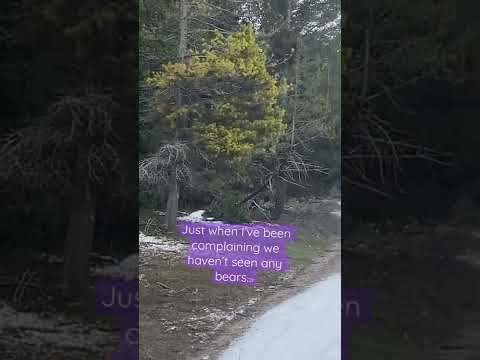 Bear sighting while hiking with my toddler and baby in Teton County, Idaho! ♥️ #shorts