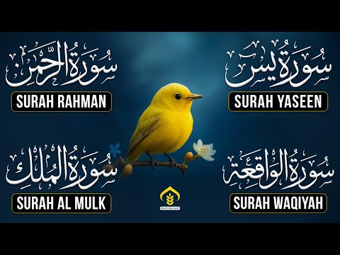 Beautiful Surah Yaseen (Yasin) | Surah Rahman | Surah Waqiah | Surah Mulk