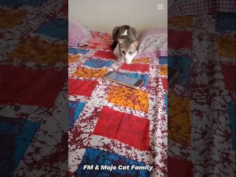 Sushi is very much passionate about cat games 🤭😍🤩 #cute #ytshorts #games