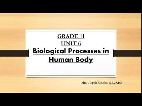 Grade 11 - Unit 06 - Part 01 - Biological Processes in Human Body