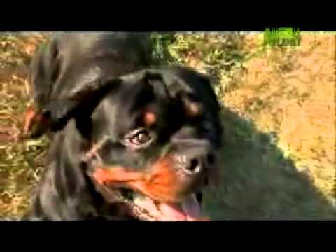 Dogs 101 - Rottweiler