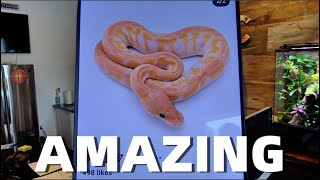 Amazing Ball Python Morphs! MC PIC OF THE WEEK