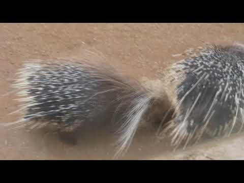 #VLOG_0 ZOO de Rabat