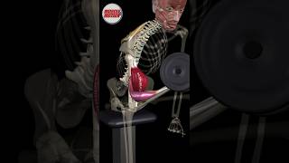 Elevate Your Biceps with Science #FitnessScience