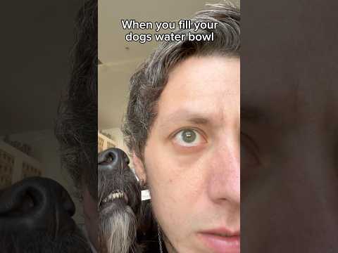 Where do dogs put all this water 😭 #dogdad #dog #dogparent #dogfunny #funnydogs #dogs #dogcomedy