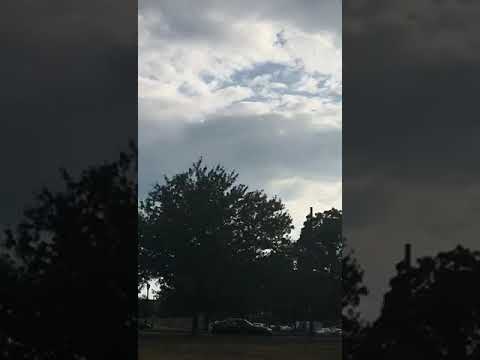 Chimney Swifts flying in Philadelphia, PA, USA May 2020