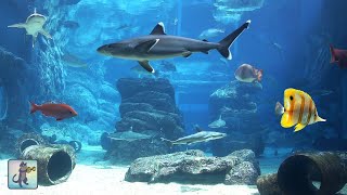 Large Shark Aquarium! (4K) 🦈 Relaxing Aquarium Music, Sharks & Ocean Fish