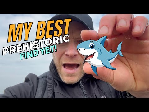 I went hunting for prehistoric shark teeth in Kent and look what I found!
