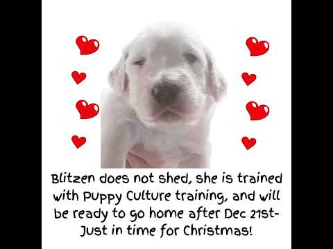 English Cream "TeddyBear" Goldendoodle is ready to adopt! Meet Blitzen! #goldendoodle  #puppy