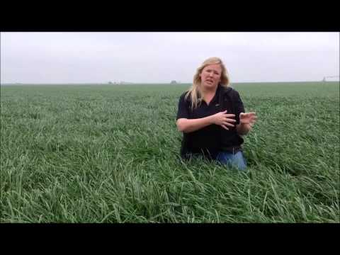 Jumbo and Maximus Tetraploid Annual Ryegrass