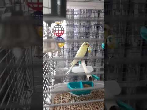 Coco the yellow bird
