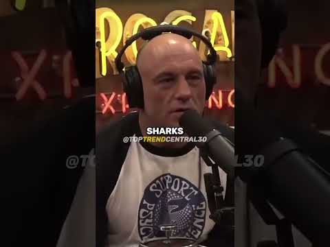 Sharks Have Been Around For Over 400 Million Years #joerogan #postmalone