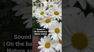 On the balcony urban nature sounds | my daisies #relaxationvideo #urbannaturesounds #relaxsounds