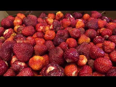 Picking Strawberries -- Time Saving Tip