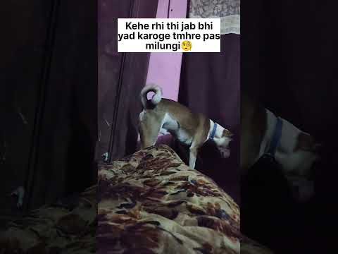 mil nahi Rahi🥺🥺🥲🥲😅😅 #trending #dog #viral #funny #shorts #jojo