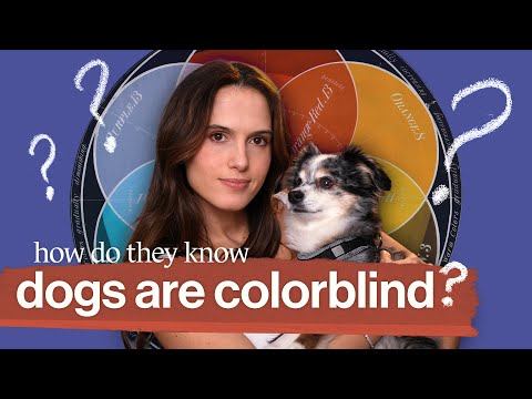What your dog really sees