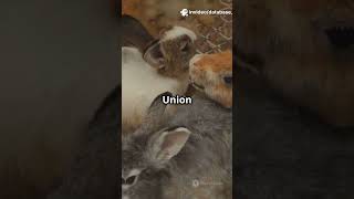 Sql clauses #smartphone #databaseconcepts # #rabbit #bunny