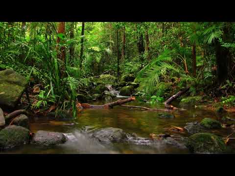 Relaxing Rain Sounds With Animated Rainforest - 46 Minutes - Live Wallpaper