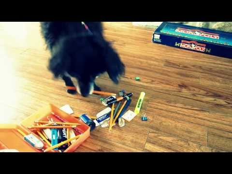 Dog has 50 seconds to fill a pencil box ♥ Chien ramasseur à la rescousse!  [Chico, dog trick]