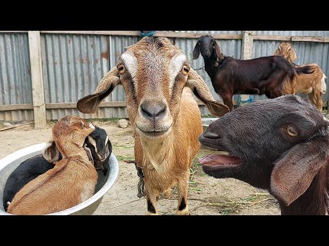 Curious Goat, Best Goat Sound In The World 2024 By Tobibul | Goat Baa Baa As Animal Sounds