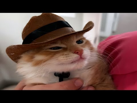Are you into these cat videos?