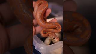 Best Banana Ball Python Combo Ever! | #ballpython #ballpythonsnake #reptile #snake #ballpythons