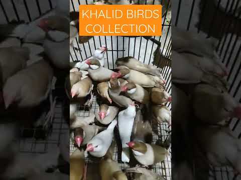 فون جاوا کے بچے بریڈ کے قابل | موسم بدلنے کا انتظار | Fawn Java 2k22